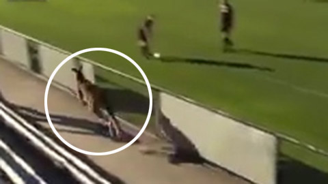 Kangaroo thản nhiên băng qua giữa trận đấu bóng đá 