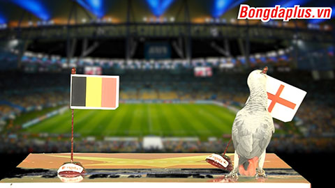 Vẹt Natasha dự đoán trận tranh hạng Ba Bỉ - Anh 