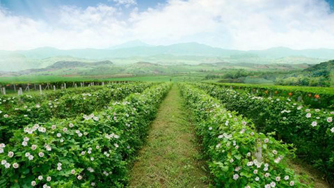 Bảo Thanh Đường nổi tiếng với phương thuốc trị bệnh ngoài da, khớp, gan, tiểu đường, hen xuyễn