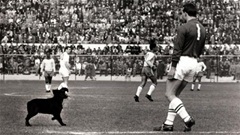 Garrincha và chú chó đi lạc ở World Cup 1962