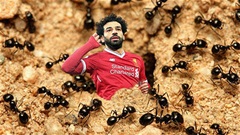 Salah bị công kích ‘có bộ não của côn trùng’
